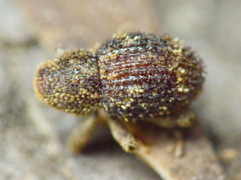 Acalles (Acalles) echinatus (Germar, 1824)